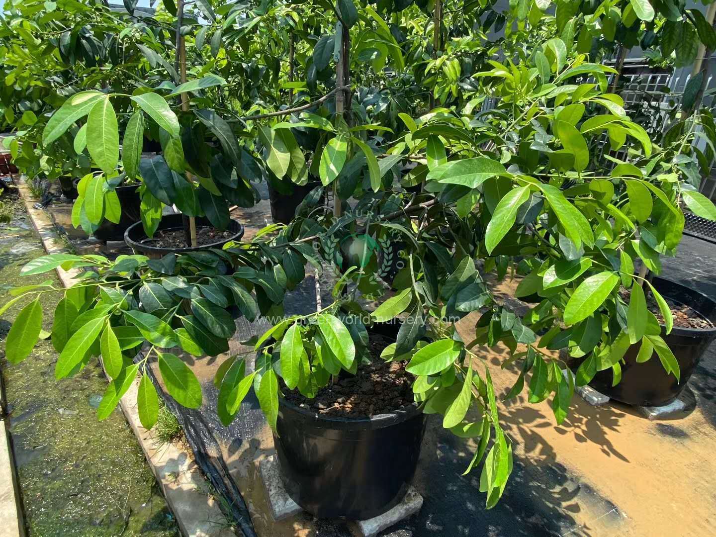 Diospyros Digyna Diospyros Digyna