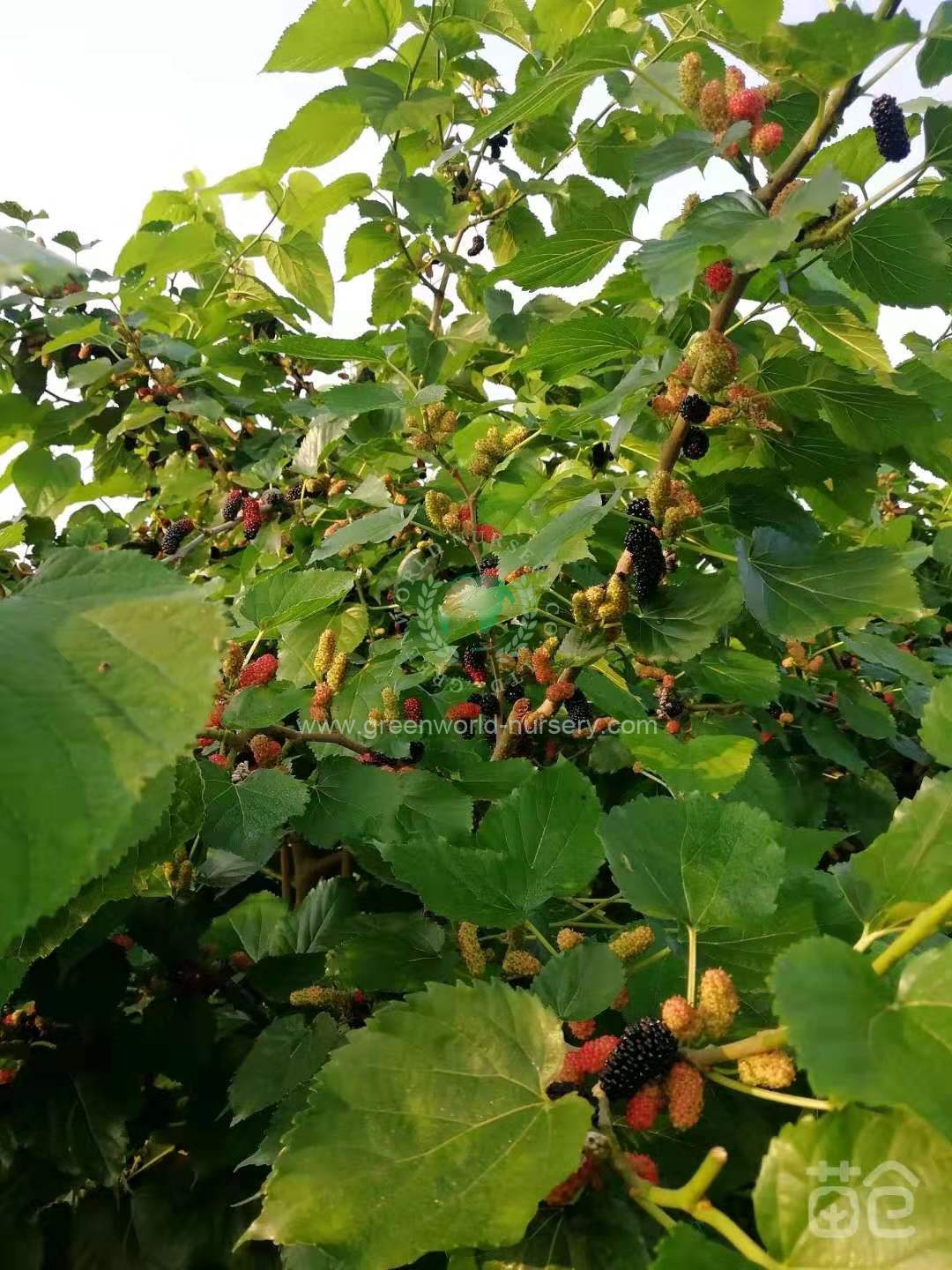 黑桑