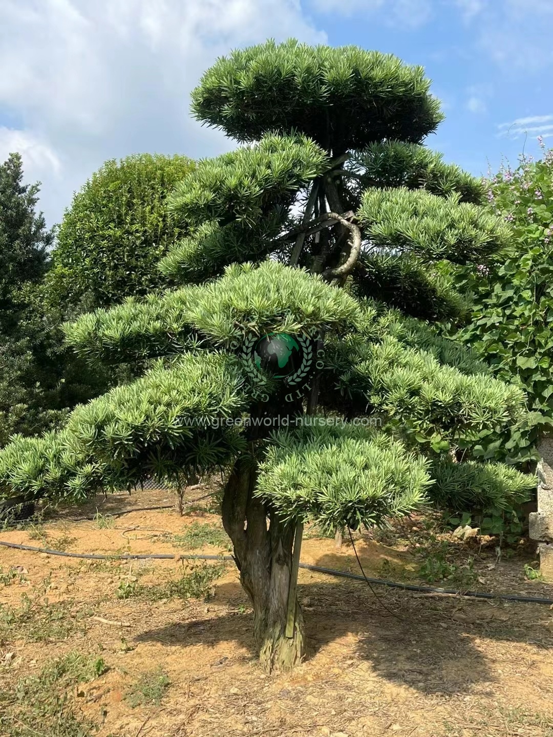 Podocarpus Macrophyllus Podocarpus Macrophyllus