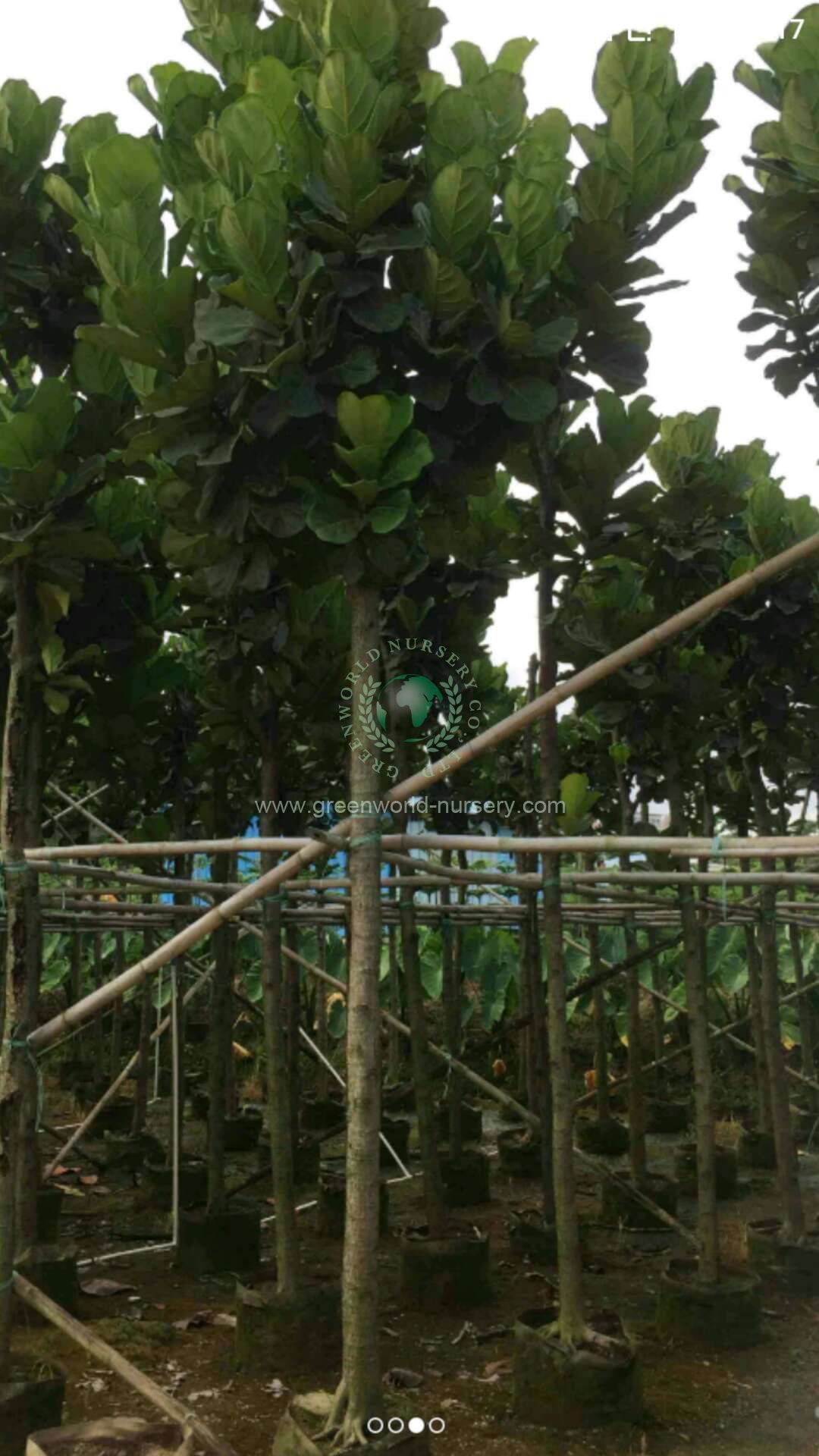 Ficus Lyrata