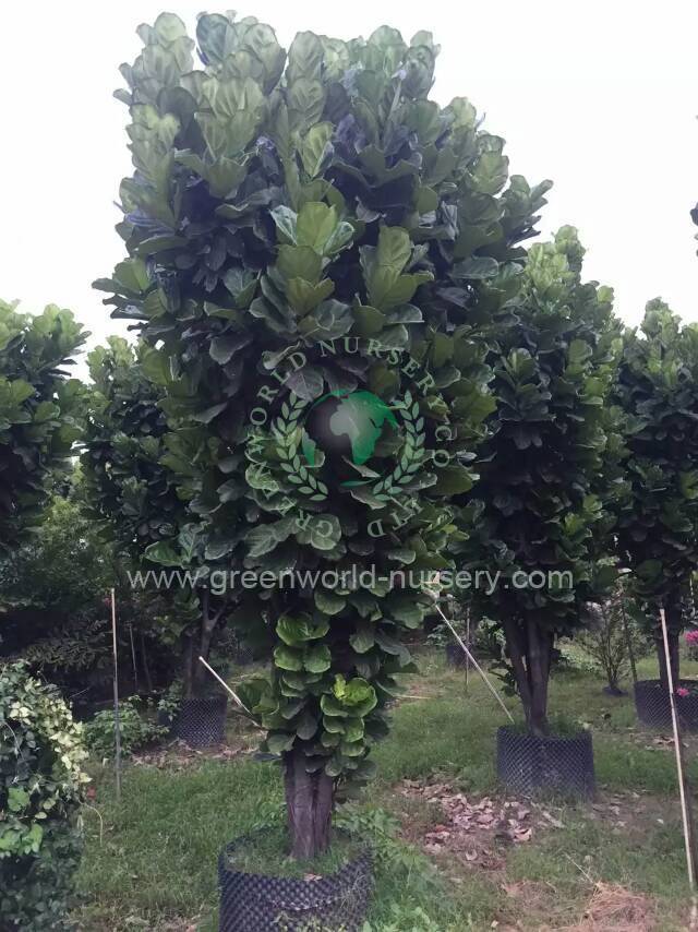 Ficus Lyrata