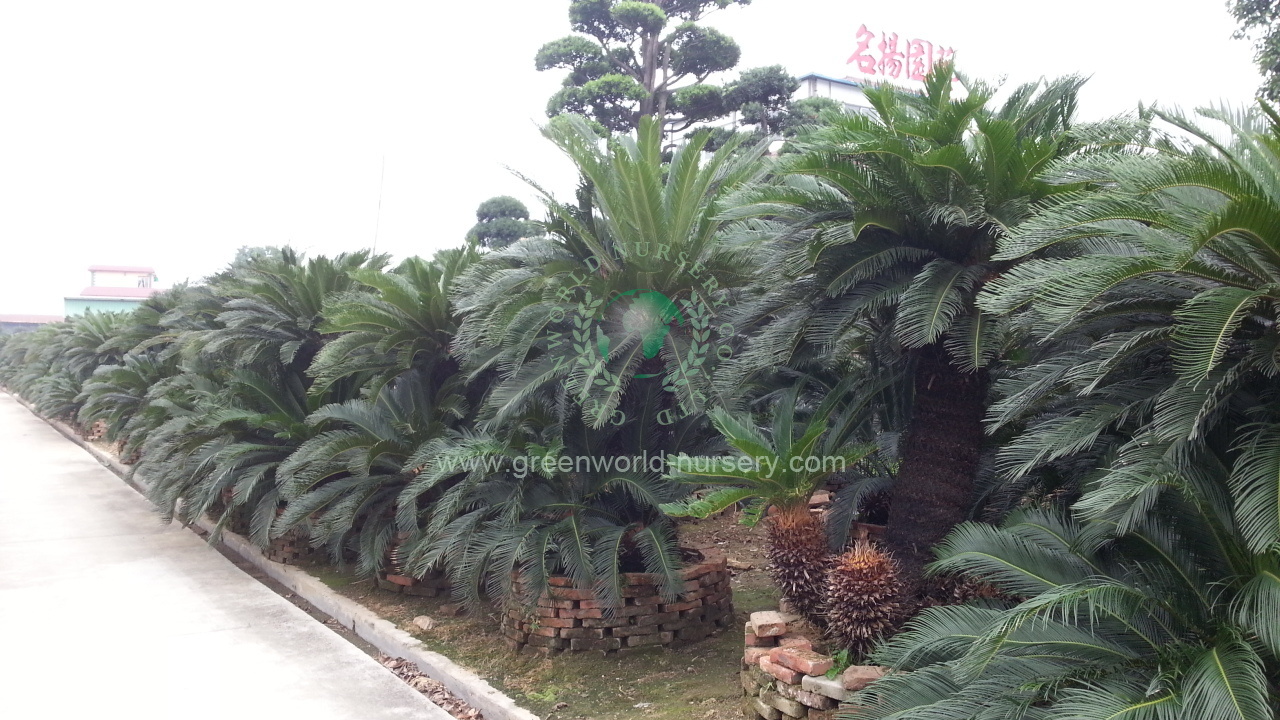 Cycas Revoluta Multi Trunk