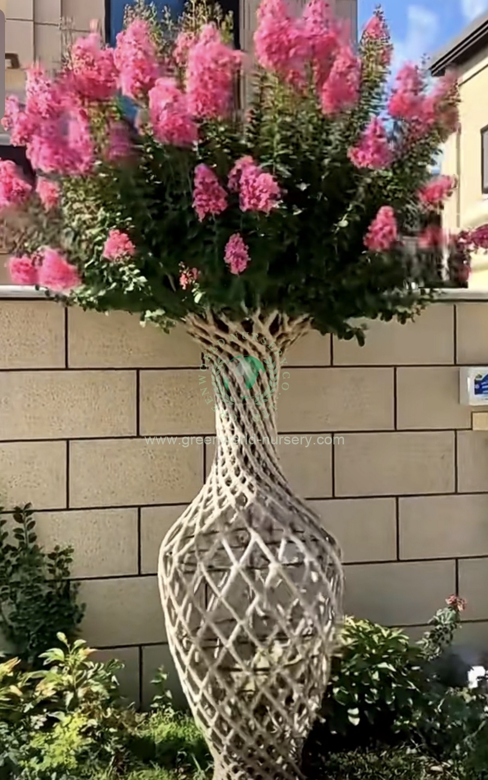 Lagerstroemia Indica Vase Lagerstroemia Indica Vase