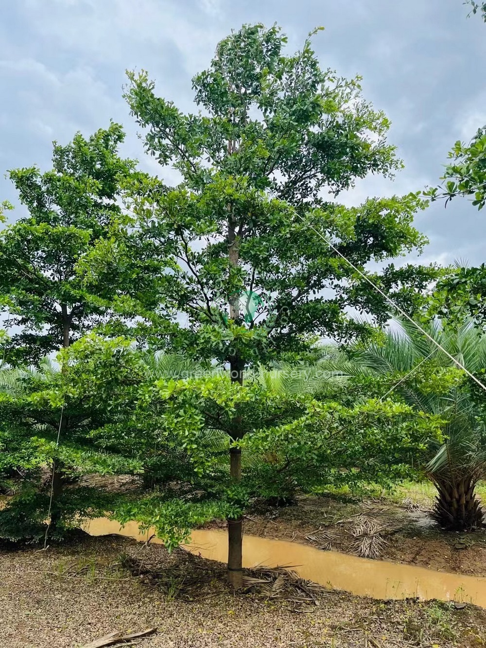 Terminalia Mantaly Terminalia Mantaly