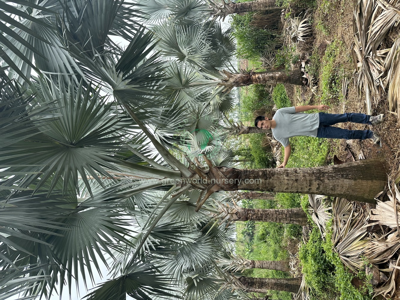 Bismarckia Nobilis Bismarckia Nobilis