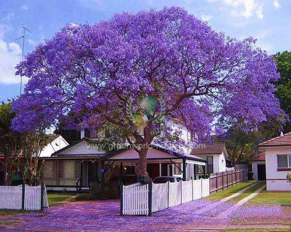 Jacaranda Mimosifolia Jacaranda Mimosifolia