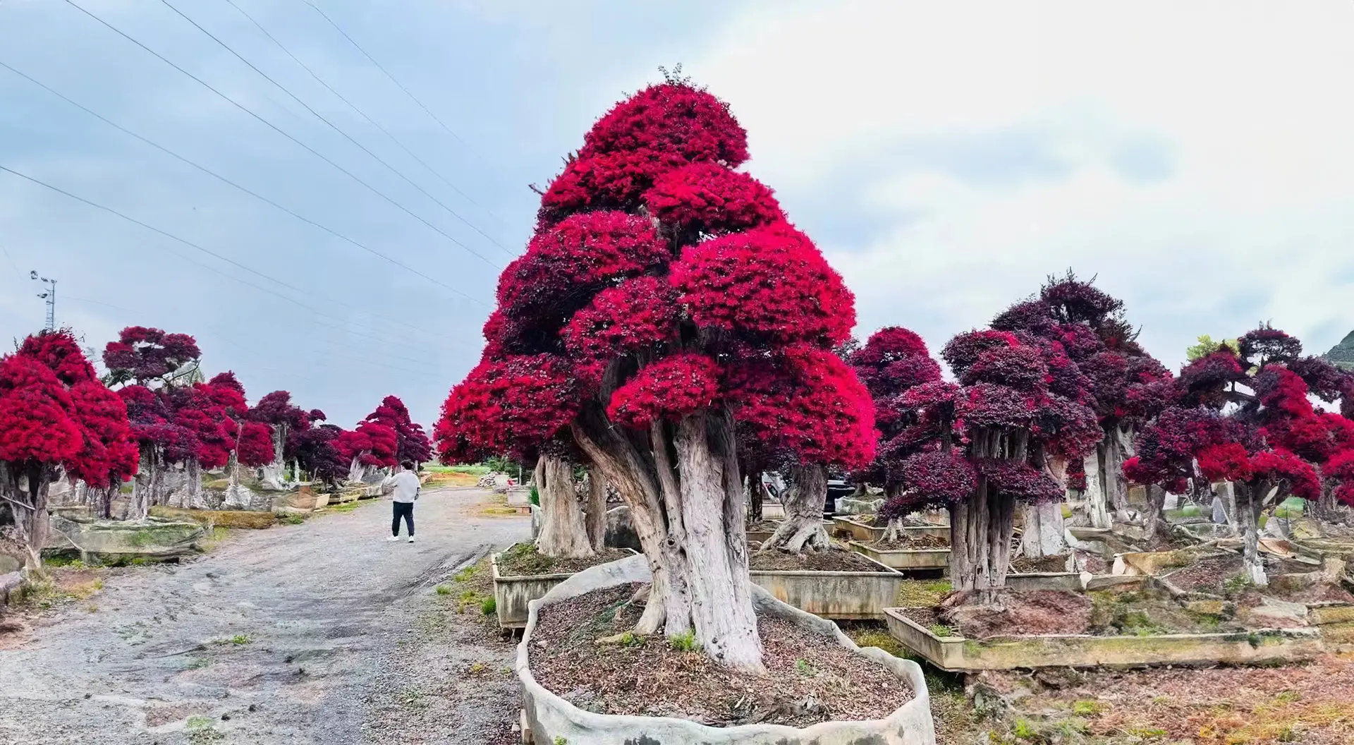 Bonsai Trees