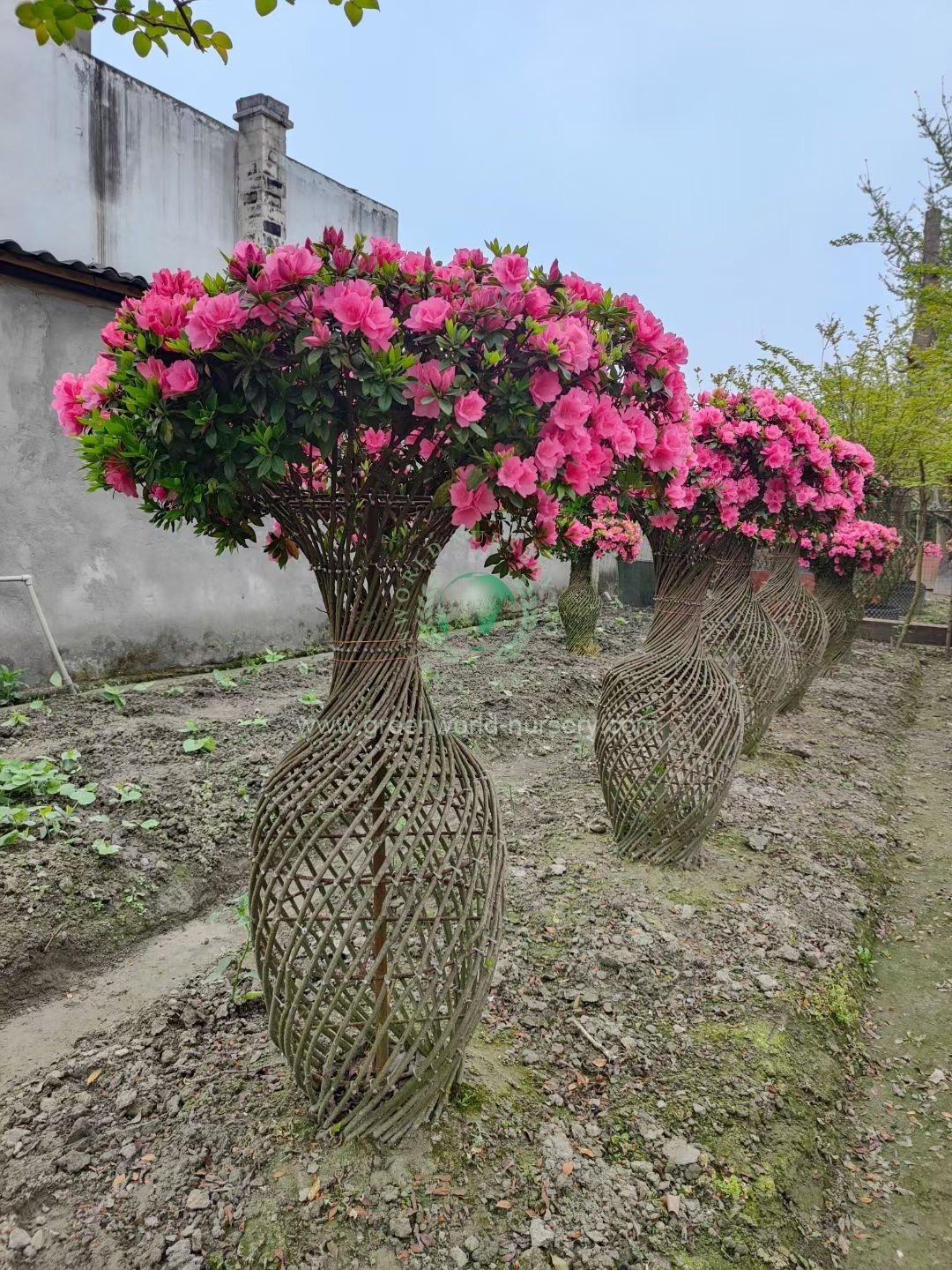 Rhododendron