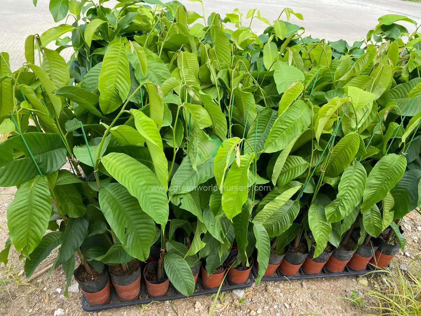 Rollinia Deliciosa Rollinia Deliciosa