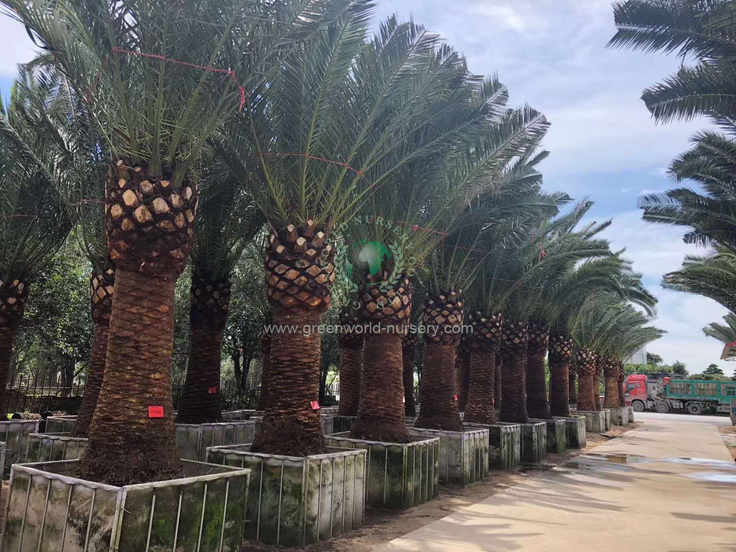 Phoenix Canariensis Phoenix Canariensis