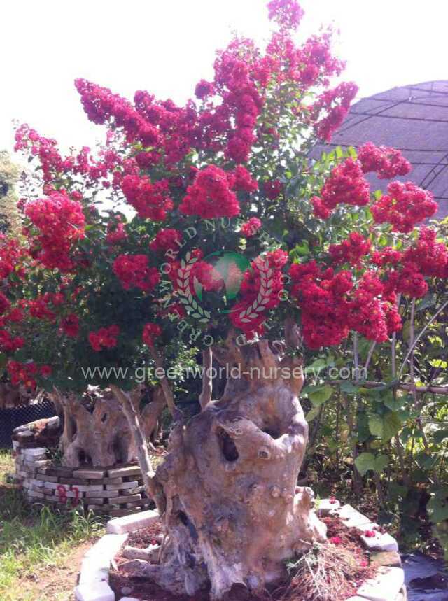 Lagerstroemia Indica Lagerstroemia Indica