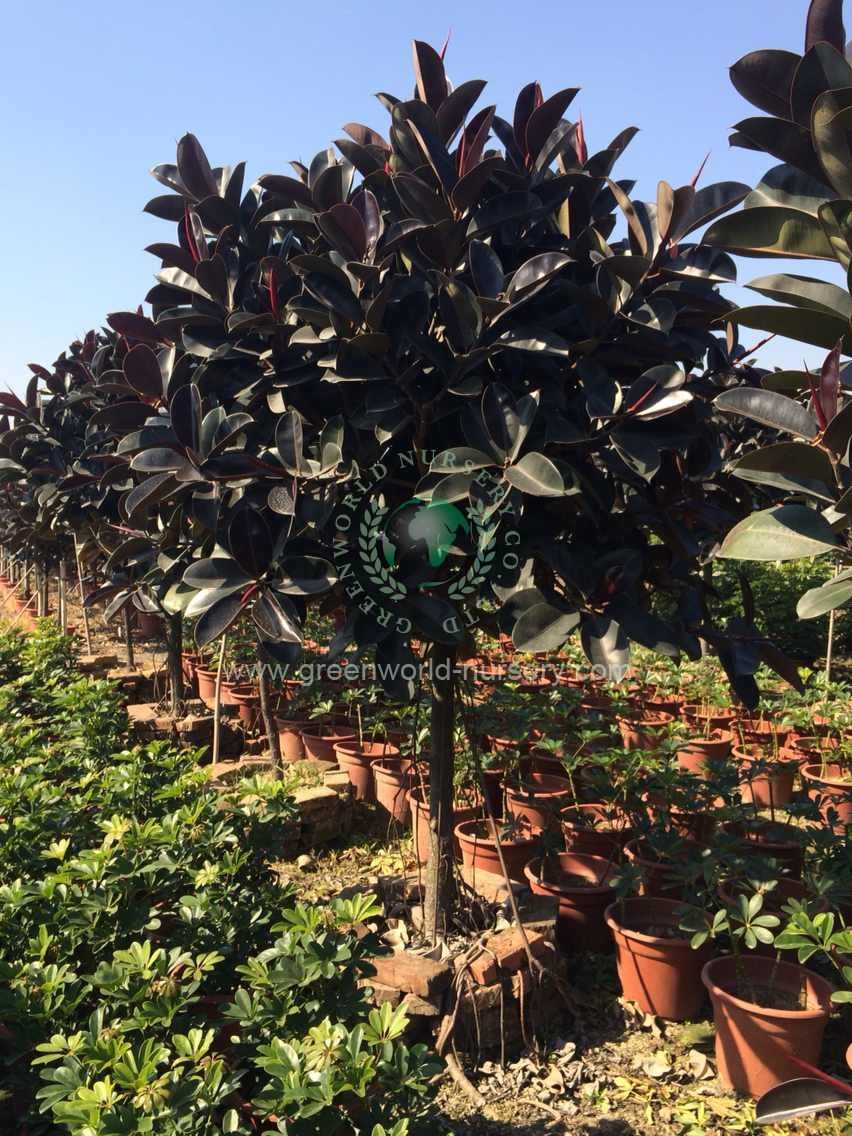 Ficus Elastica
