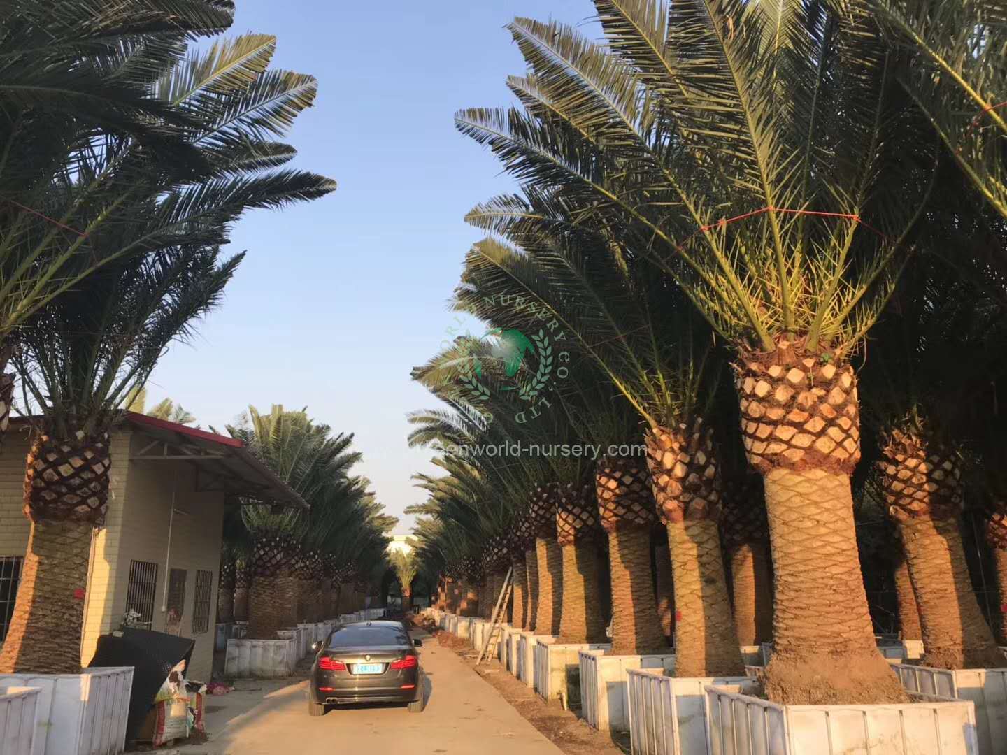 Phoenix Canariensis Phoenix Canariensis