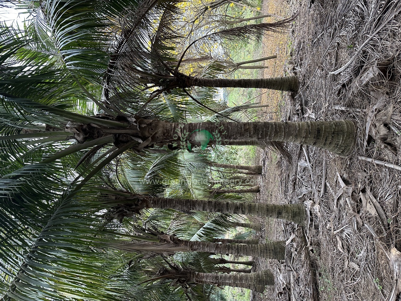 Cocos Nucifera Cocos Nucifera