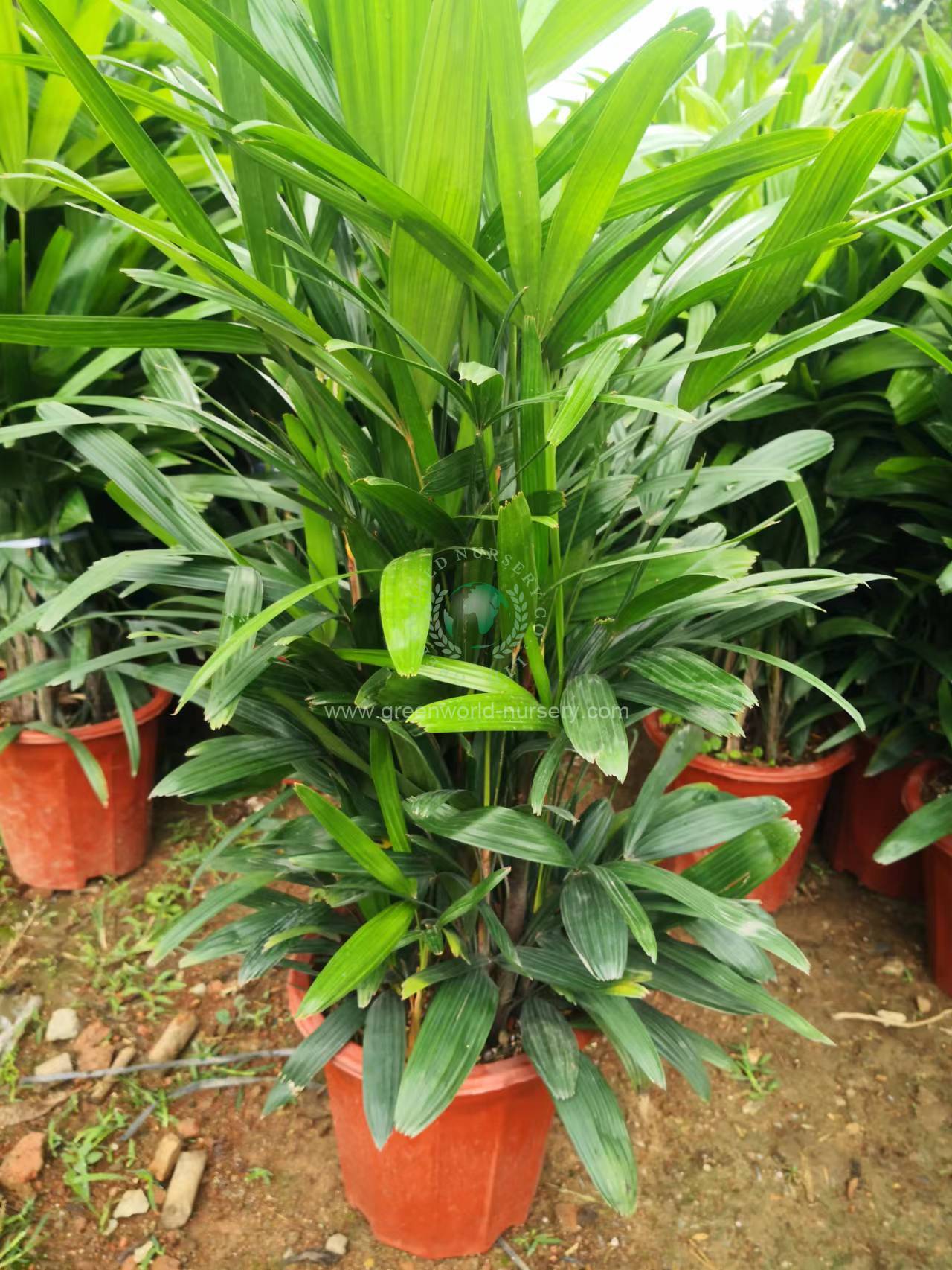 Rhapis Excelsa