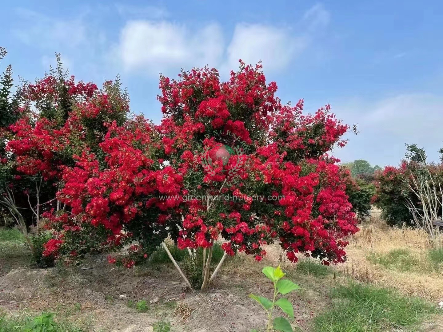 Lagerstroemia Indica Lagerstroemia Indica
