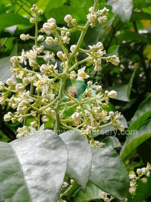 Clausena Lansium Clausena Lansium