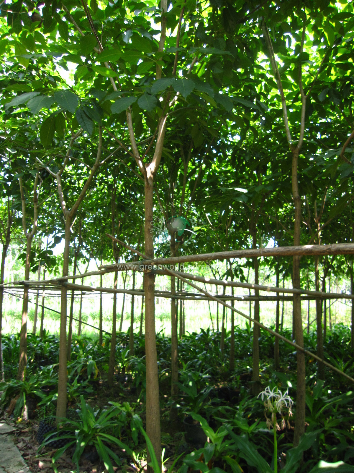 Tabebuia Rosea Tabebuia Rosea