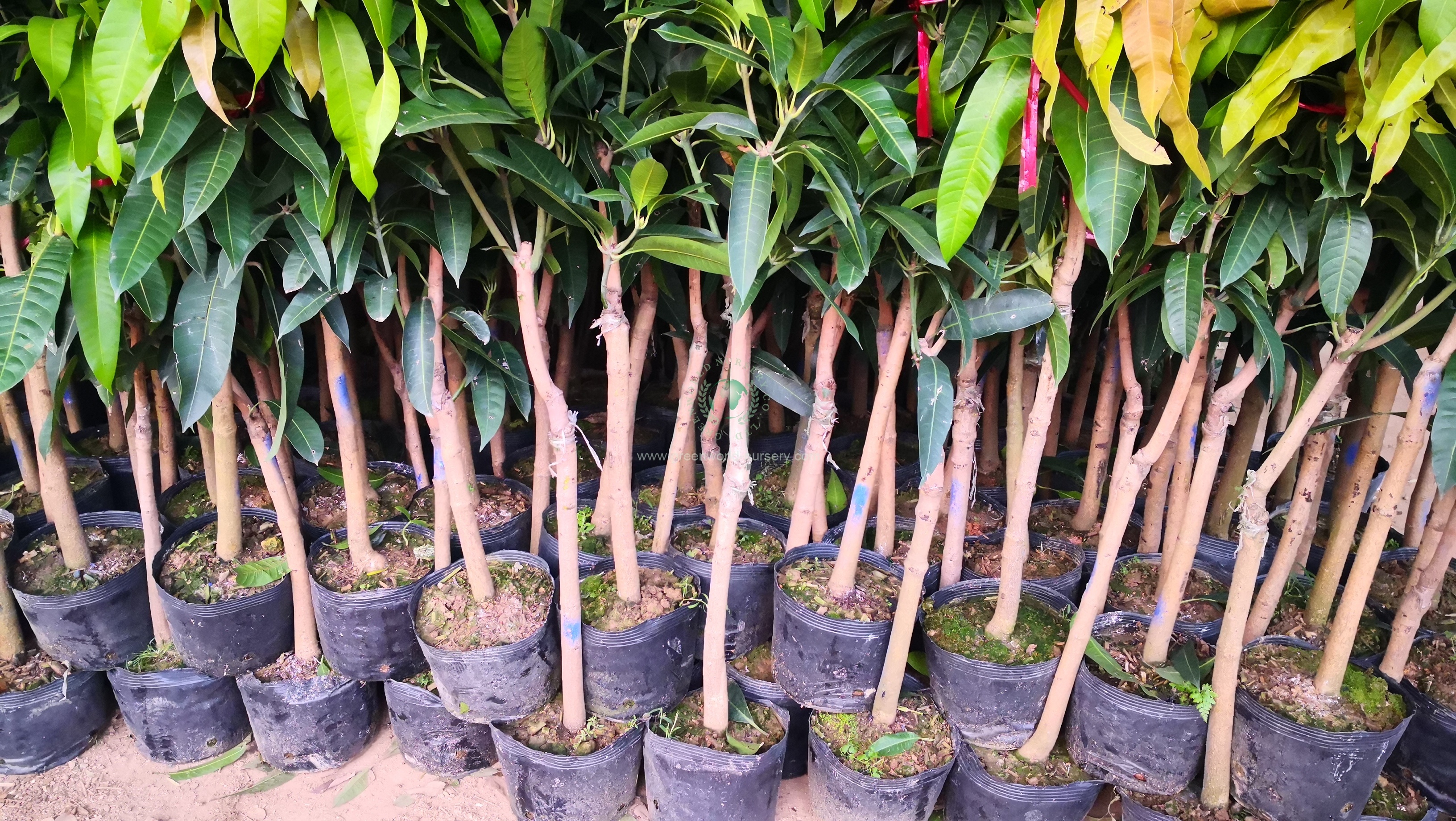 Mangifera Indica Mangifera Indica