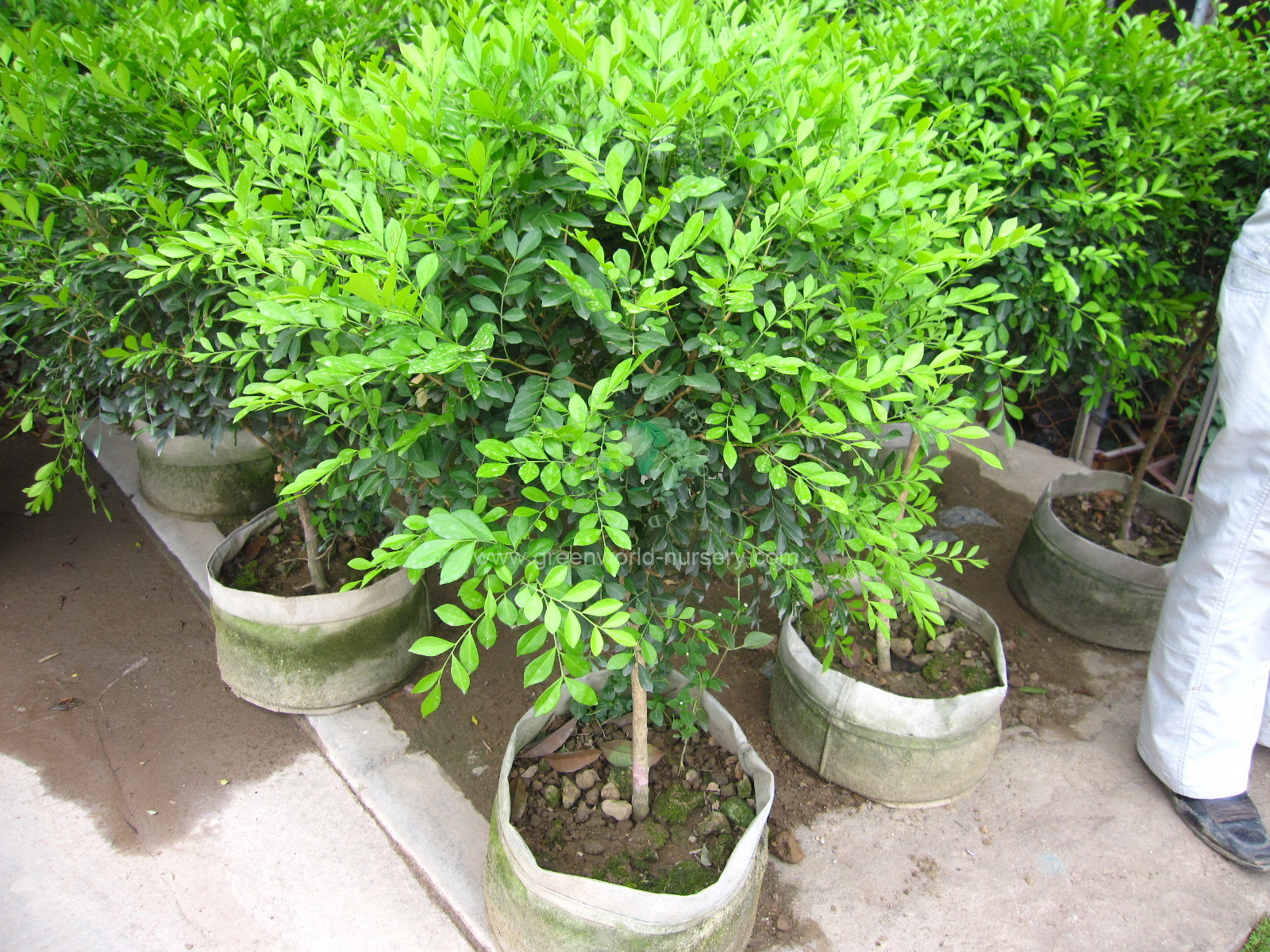 Murraya Paniculata