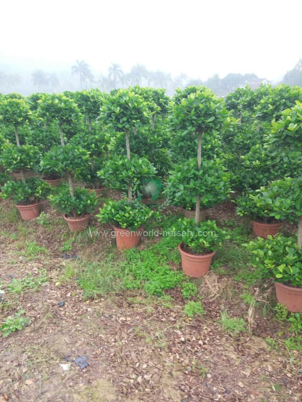Ficus Panda Ficus Panda