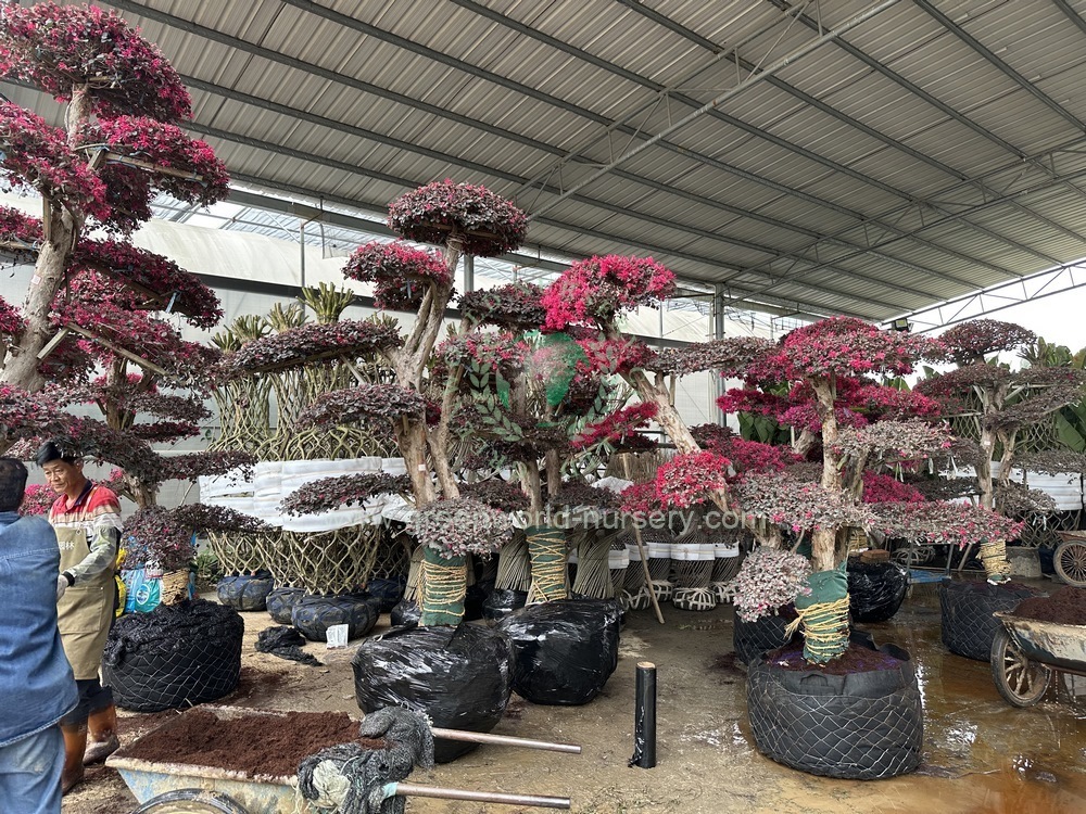 Loropetalum Chinensis Bonsai