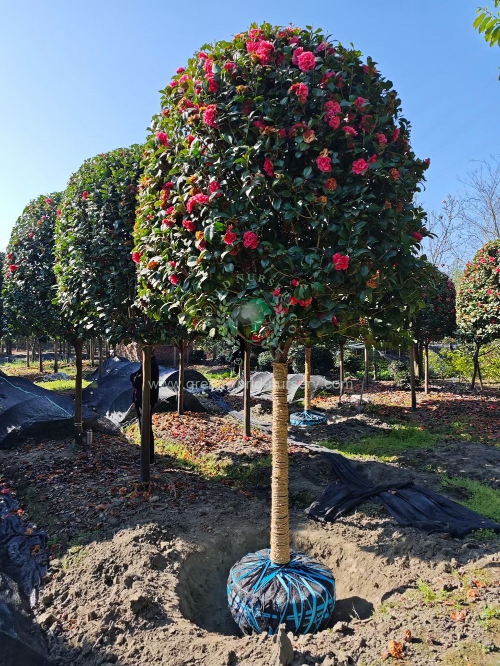 Camellia Japonica Camellia Japonica