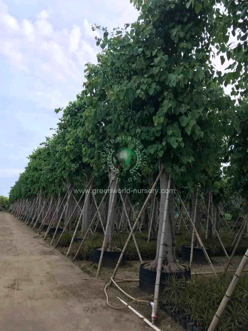 Ficus Religiosa Ficus Religiosa