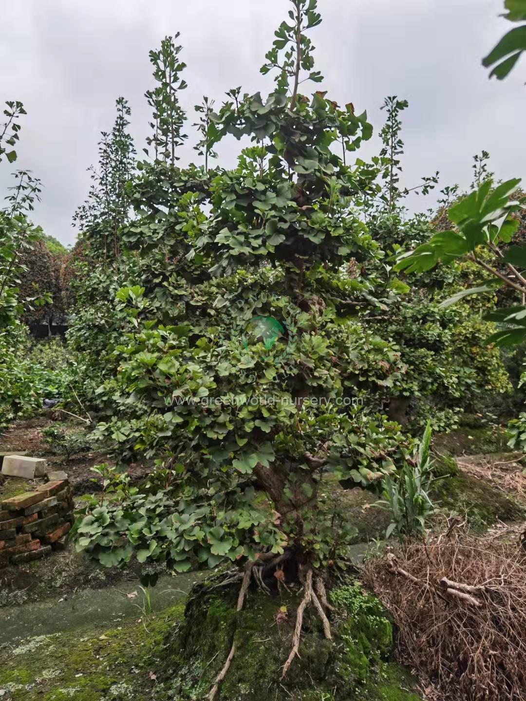 Ginkgo Biloba Ginkgo Biloba