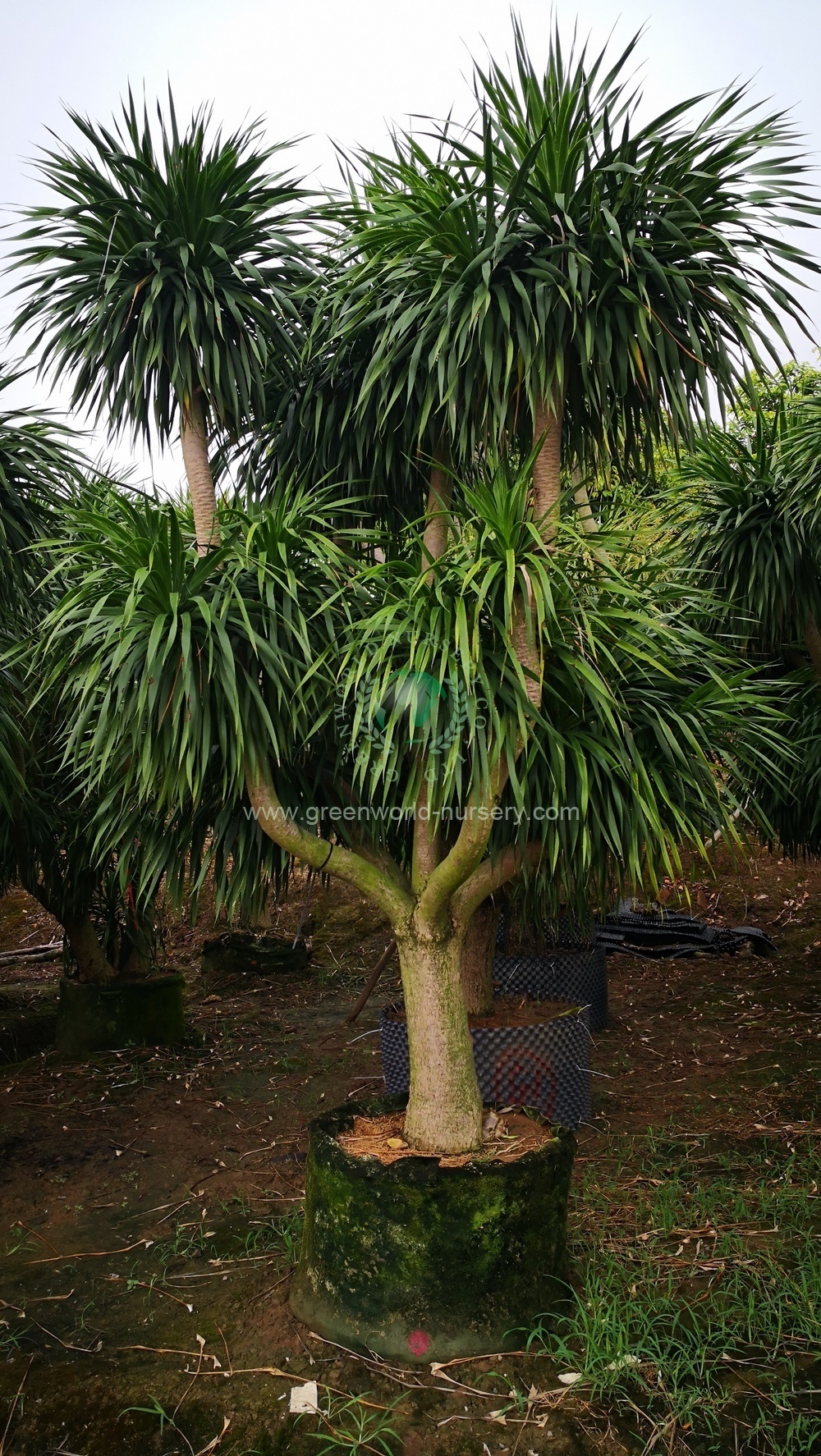 Dracaena Draco
