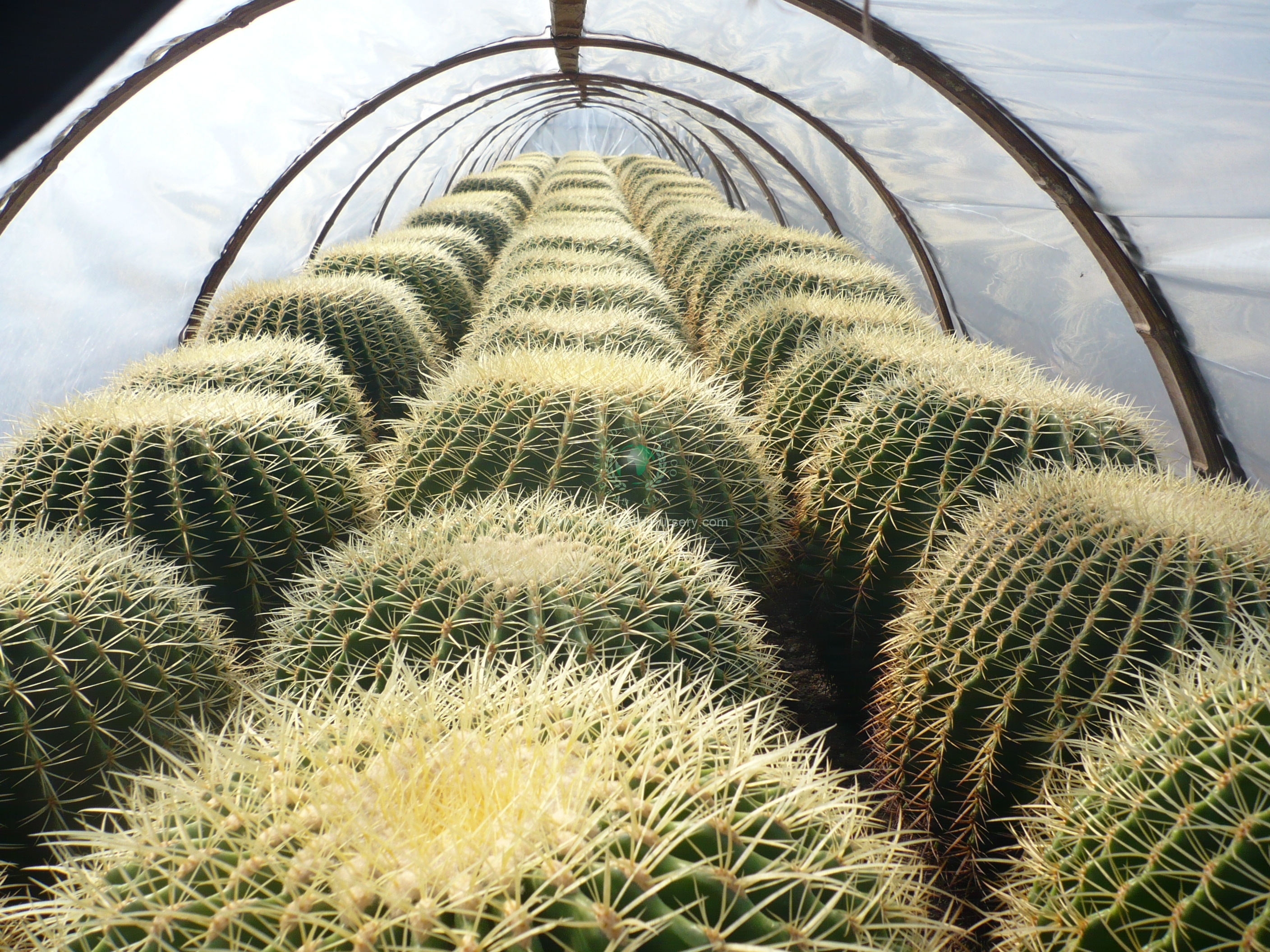 Echinocactus Grusonii Echinocactus Grusonii