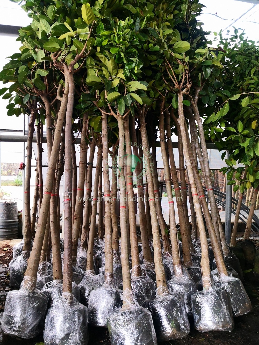 Ficus Altissima Ficus Altissima
