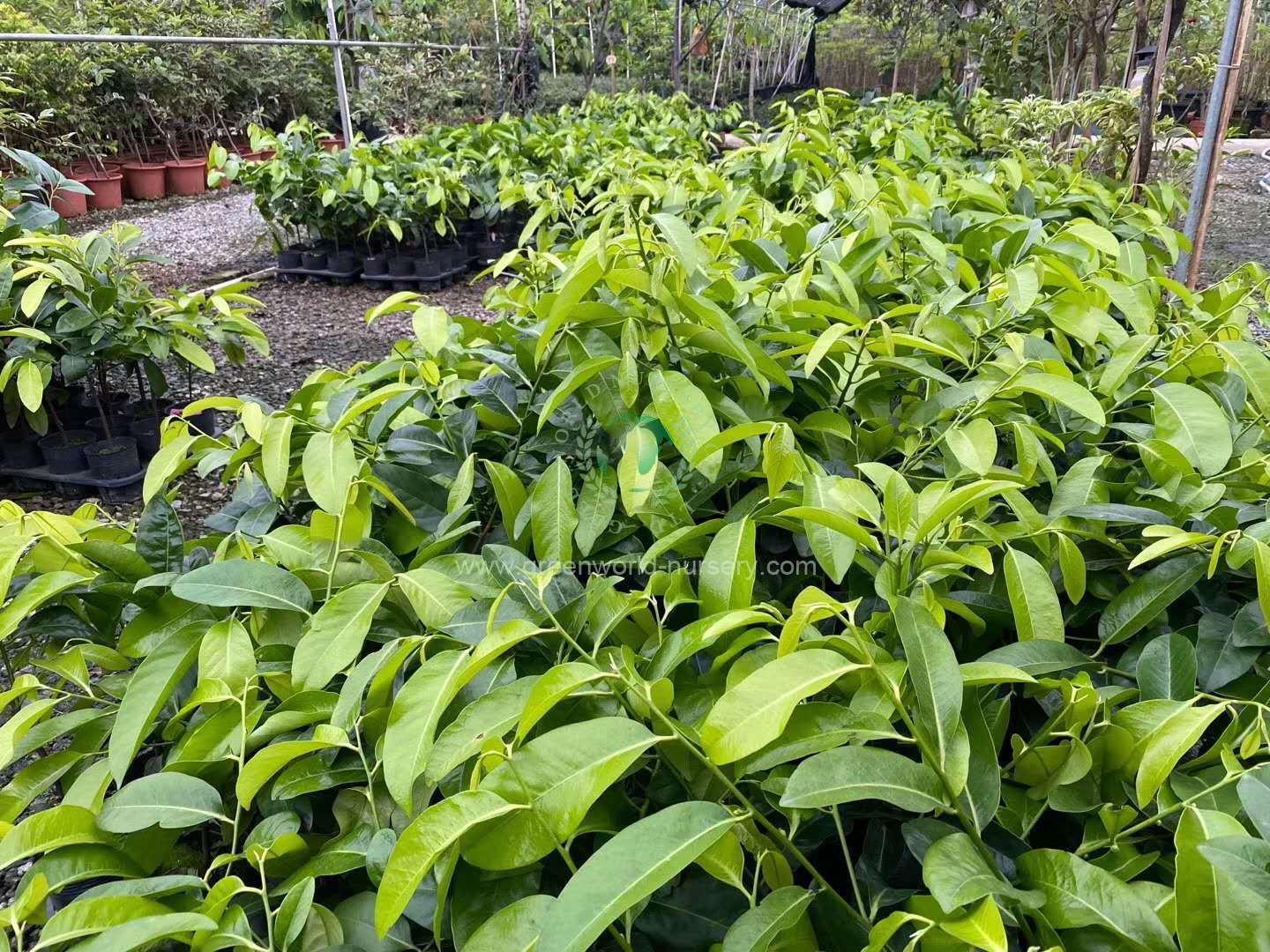 Diospyros Digyna Diospyros Digyna
