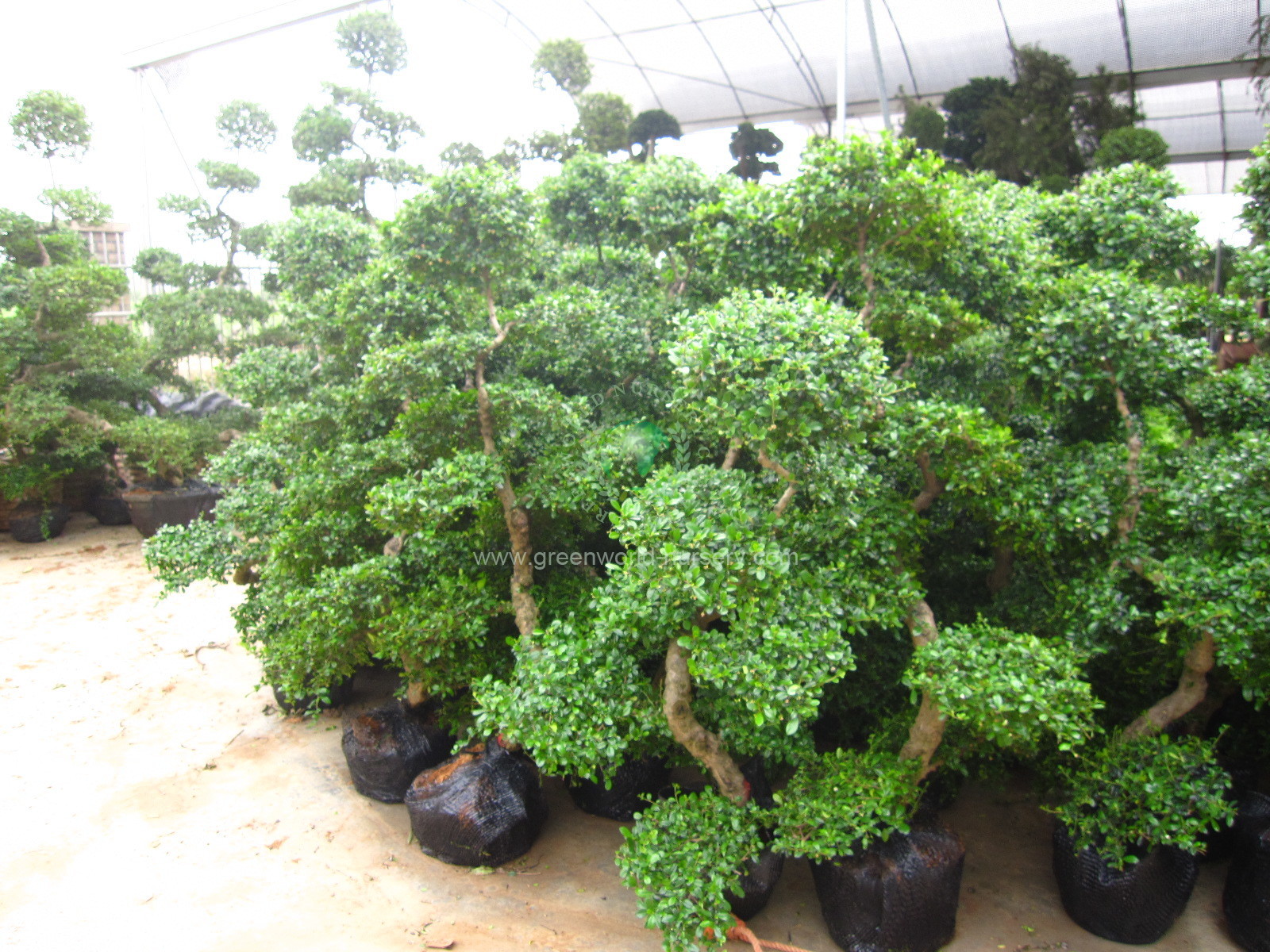 Ehretia Microphylla