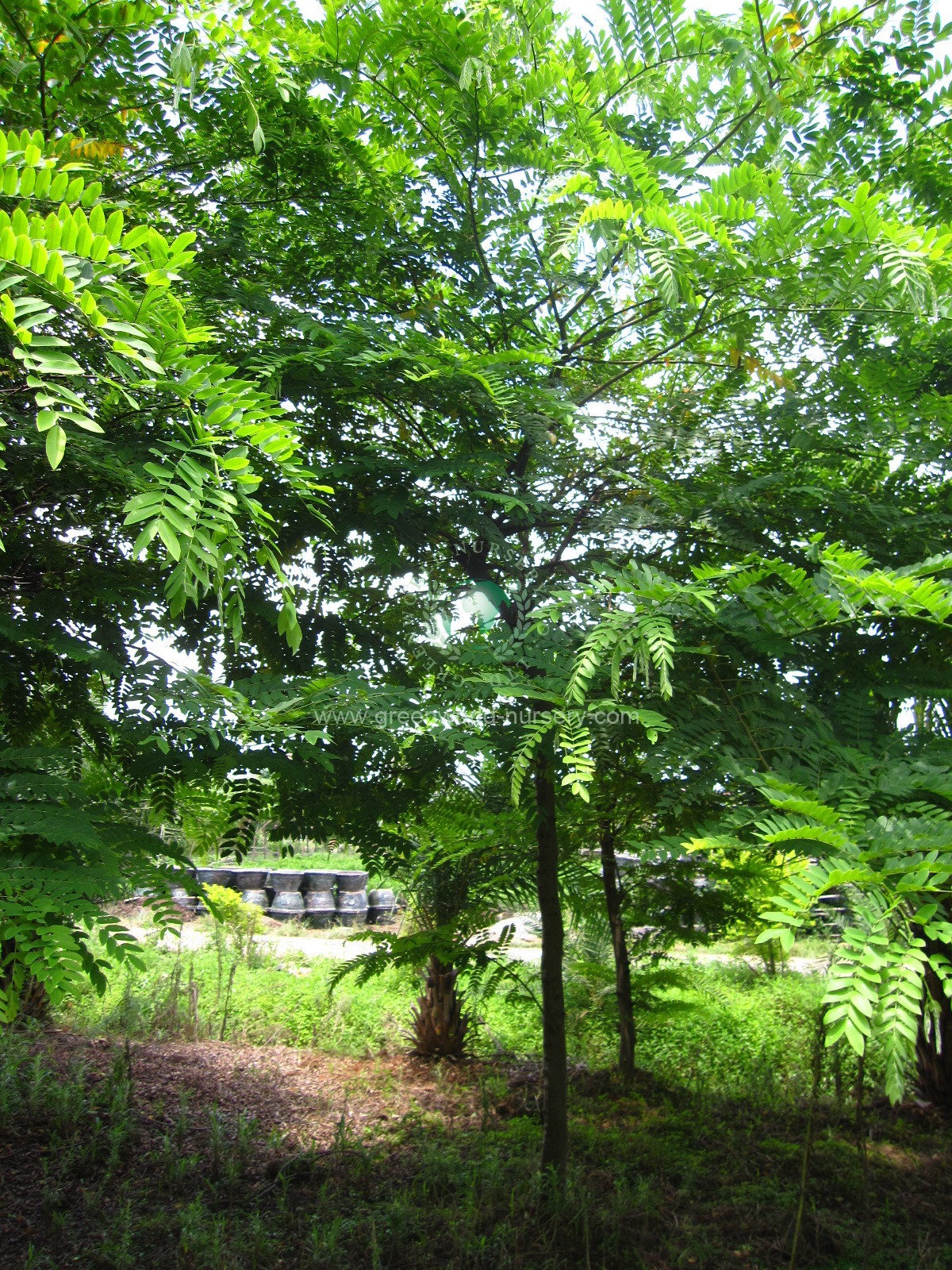 Cassia Javanica Cassia Javanica