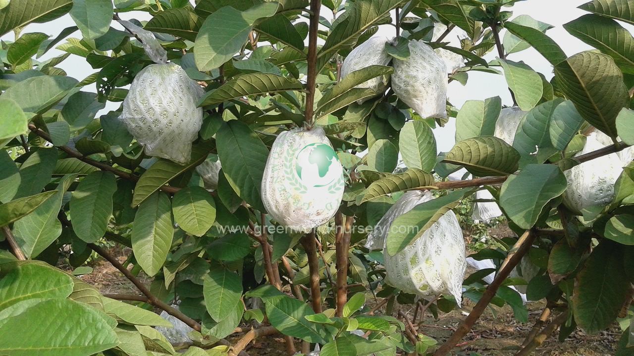 Psidium Guajava Psidium Guajava