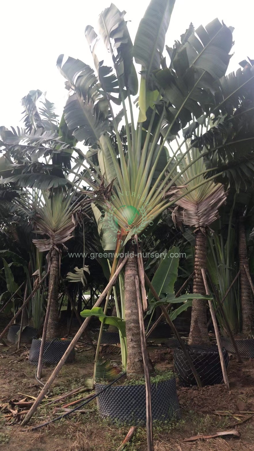 Ravenala Madagascariensis