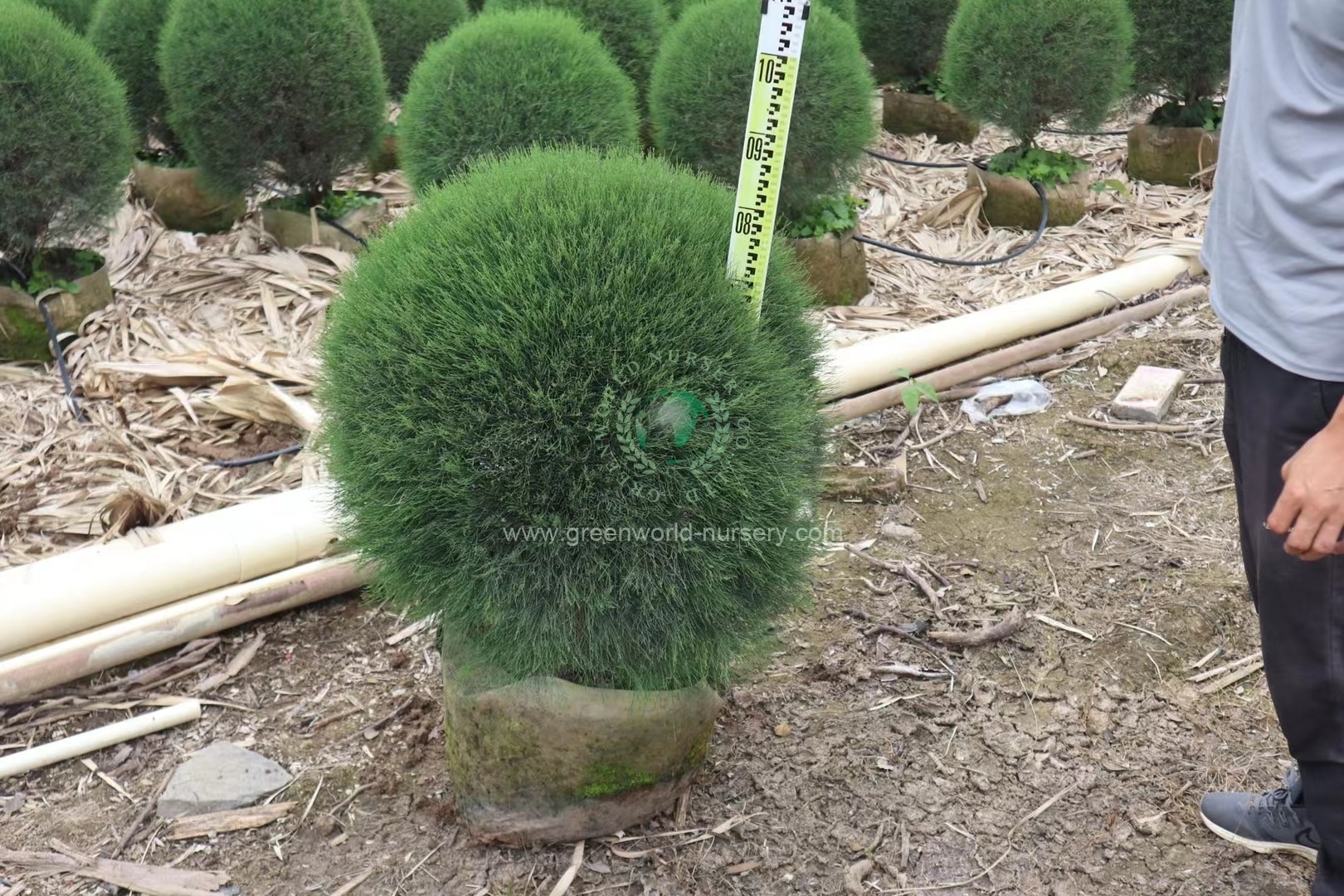 Casuarina Equisetifolia