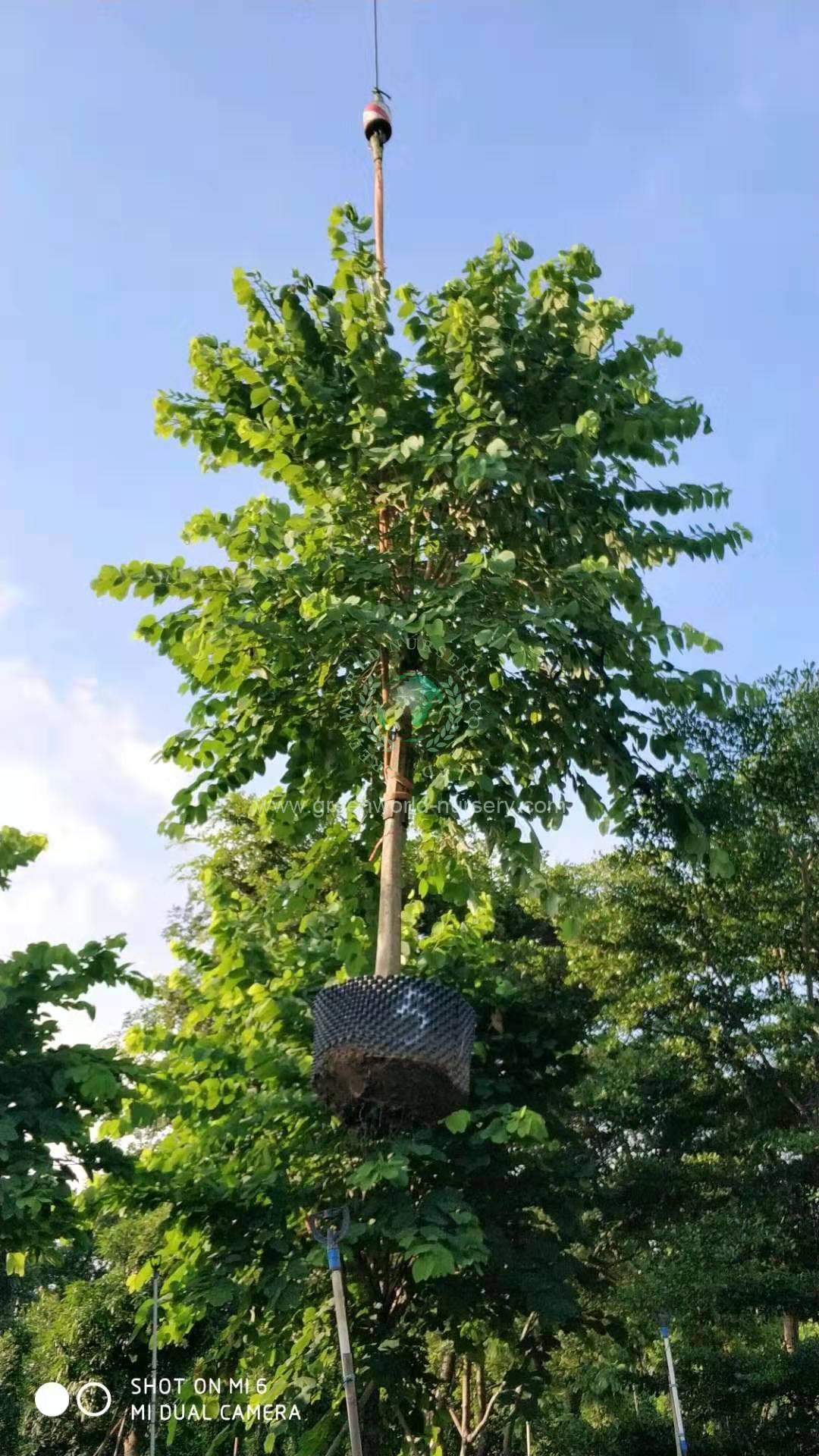 Bauhinia Variegata Bauhinia Variegata