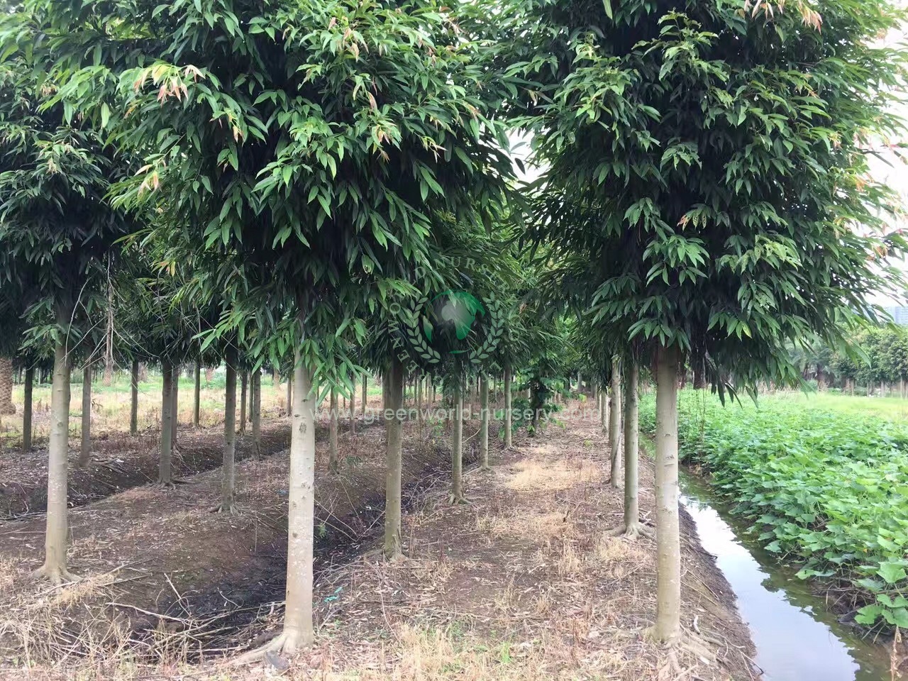 Ficus Binnendijkii Ficus Binnendijkii