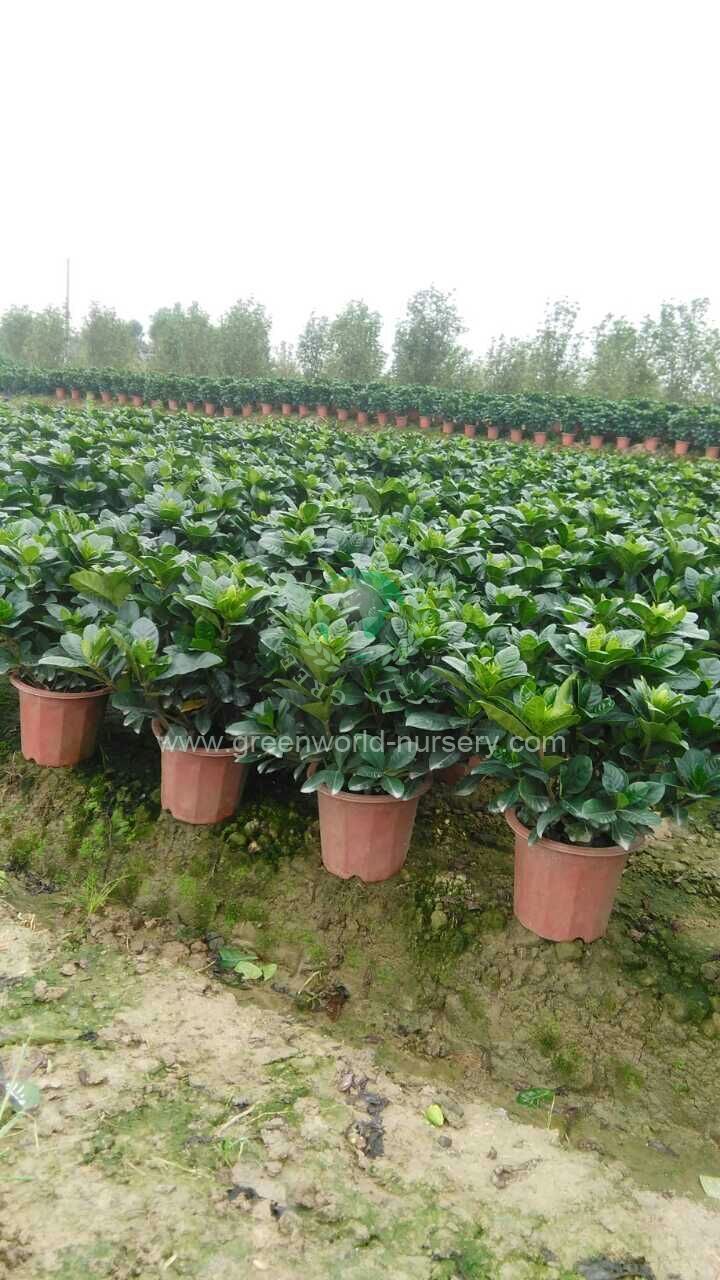 Gardenia Jasminoides