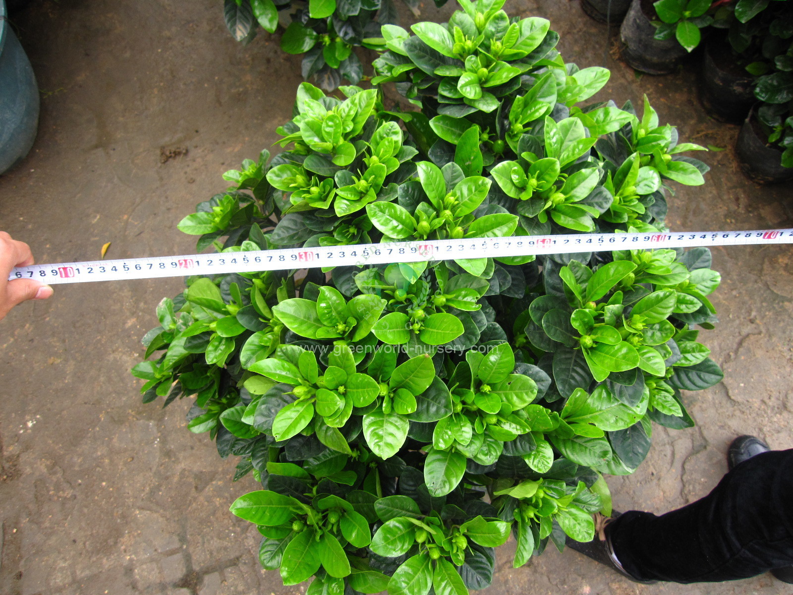 Gardenia Jasminoides