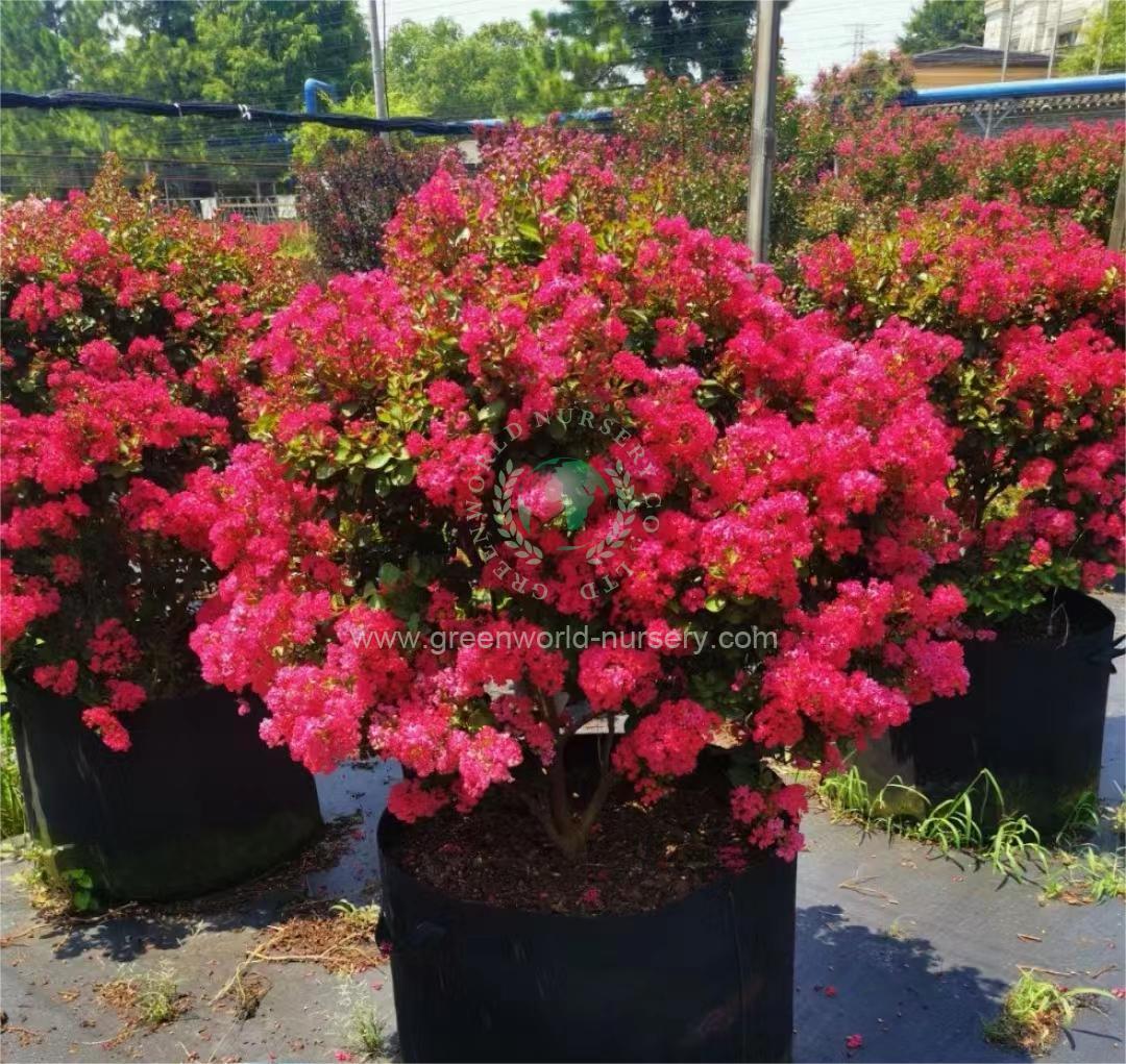 Lagerstroemia Indica