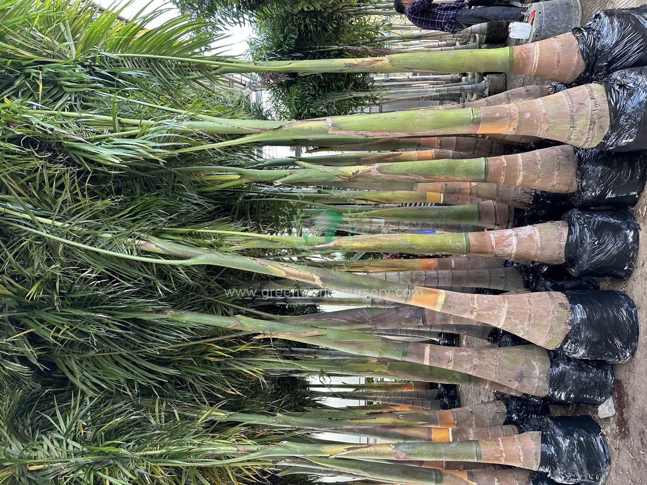 Roystonia Regia