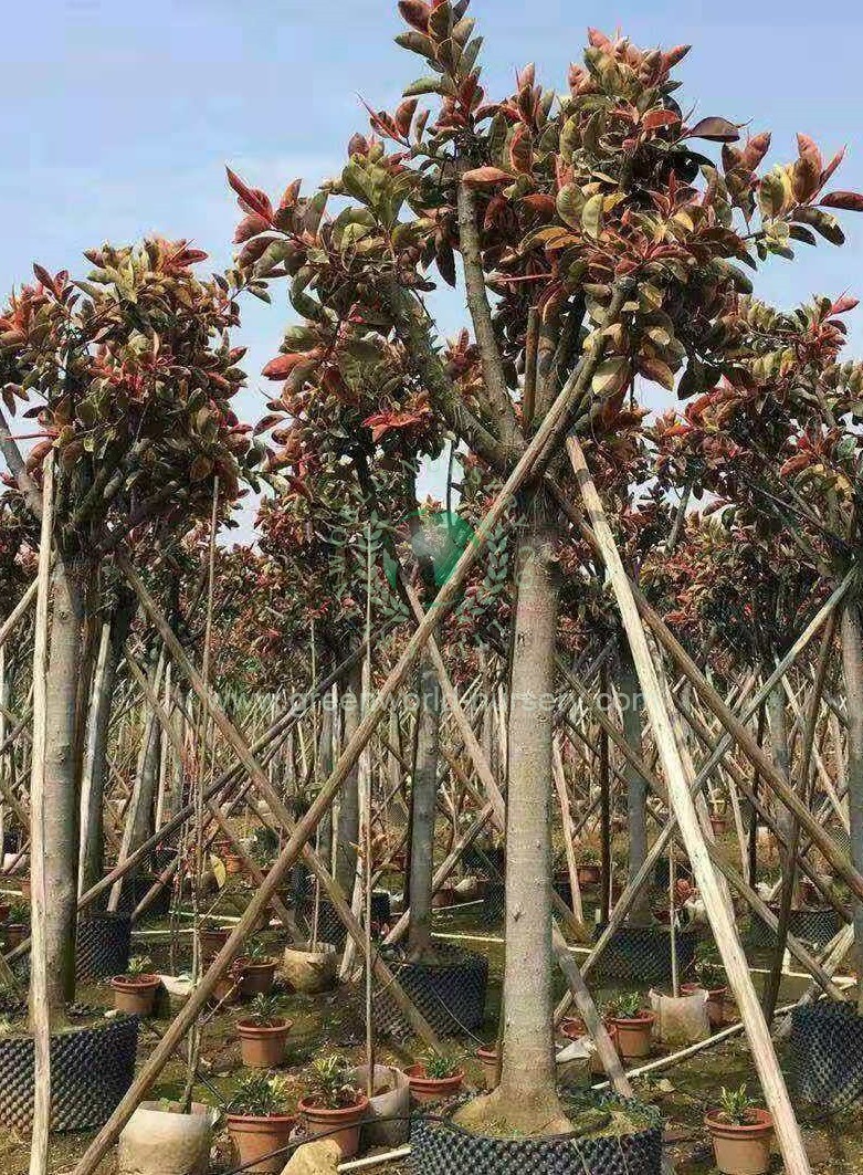 Ficus Elastica Variegata Ficus Elastica Variegata