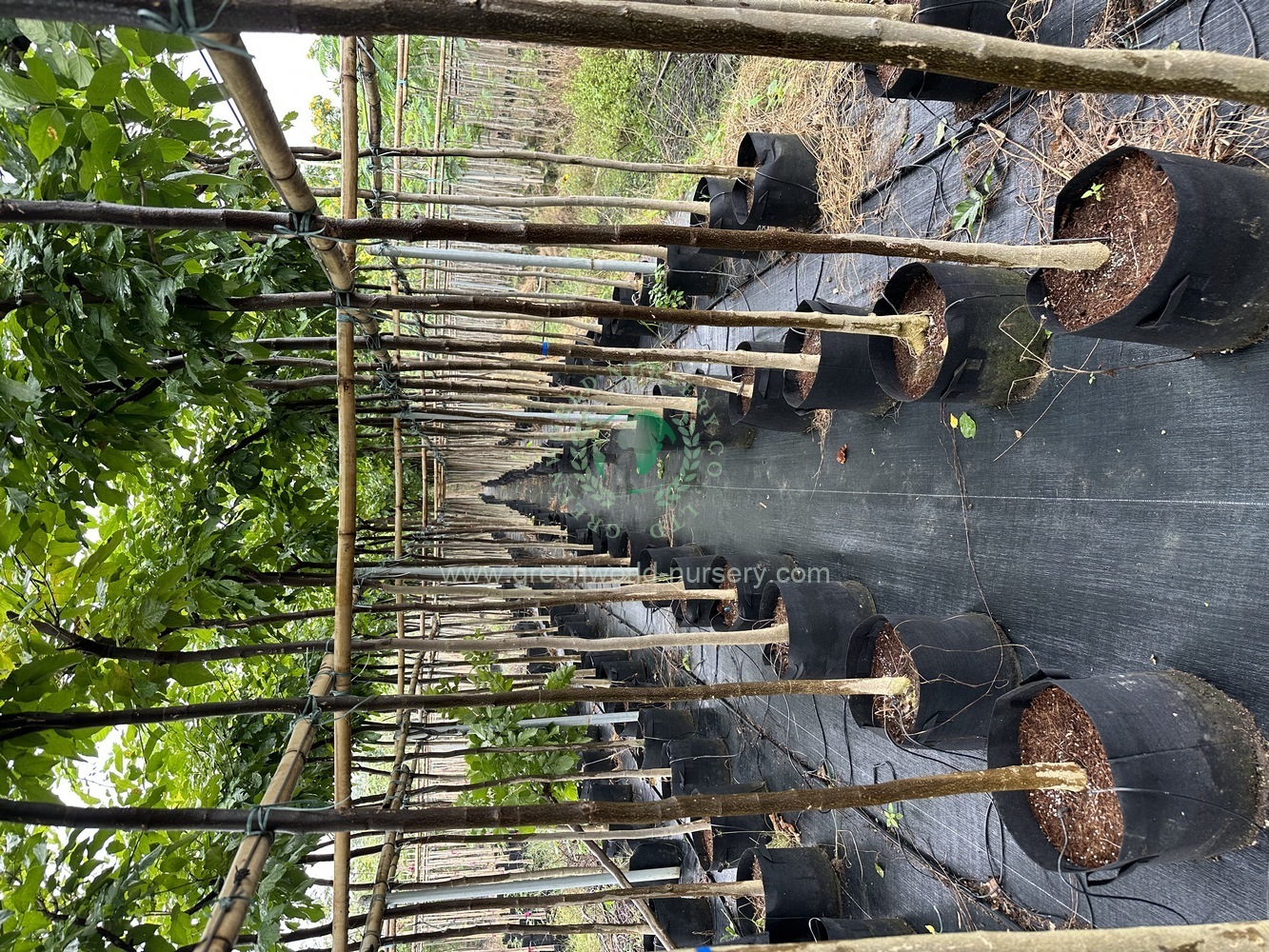 Millettia Pinnata Millettia Pinnata