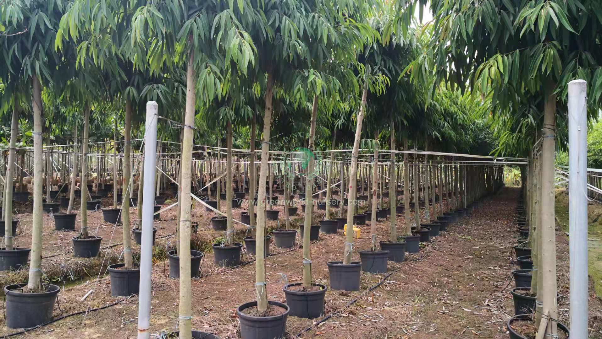 Ficus Binnendijkii Ficus Binnendijkii