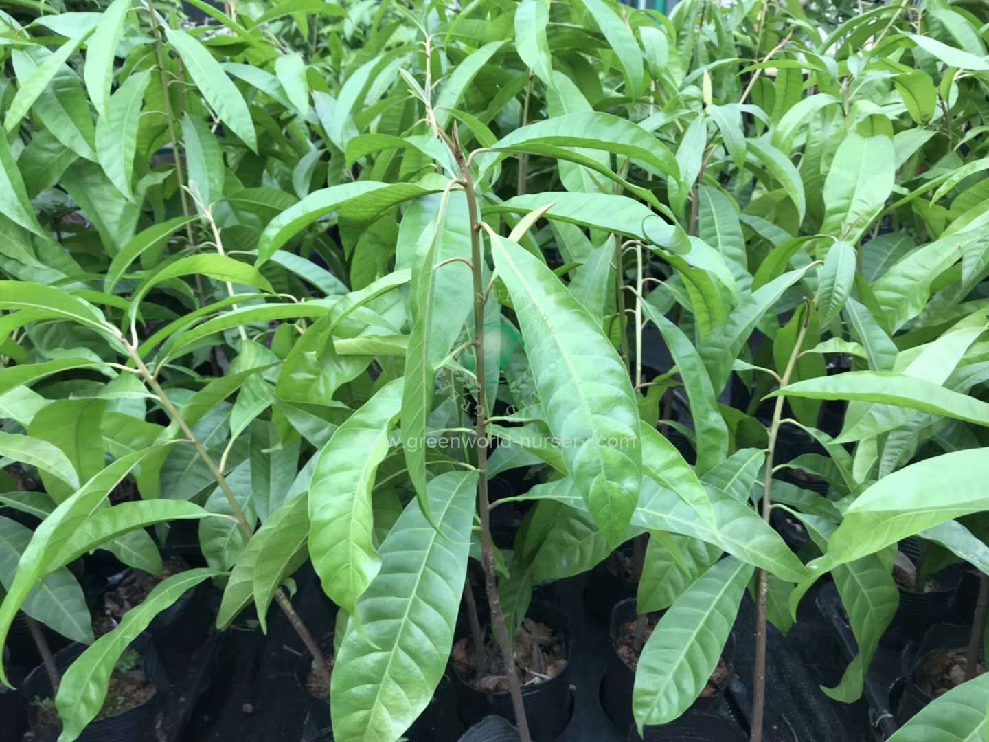 Lucuma Nervosa