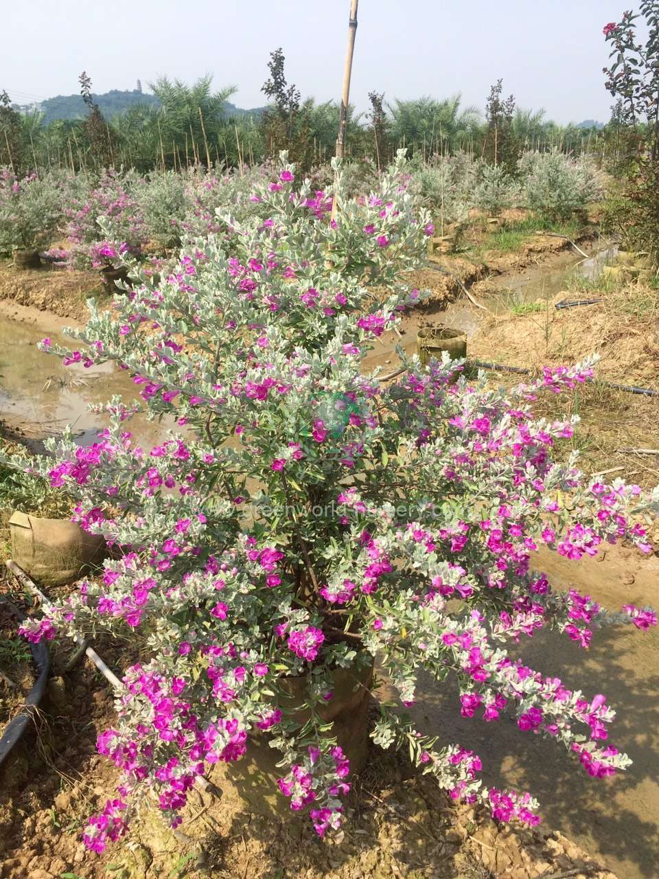 Leucophylum Frutescens Leucophylum Frutescens