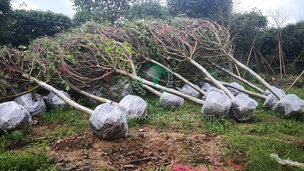 Hibiscus Tiliaceus Supplier